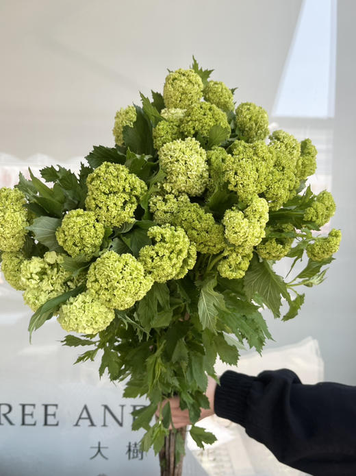 国产花材-开花【木绣球】A 商品图1