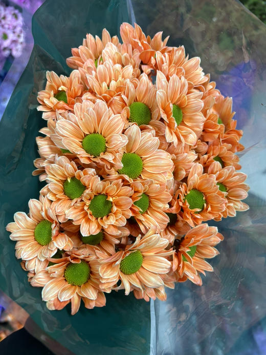 吸色小菊 商品图8