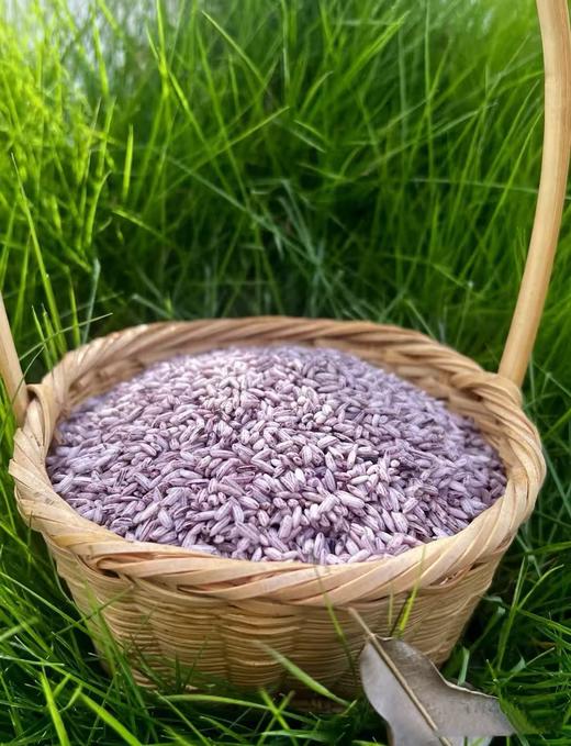 【墨江老品种紫米】| 元和优选 口感软糯颗粒均匀食味香甜 500/1袋 商品图1