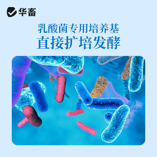 华畜水产乳酸菌1.1kg 复合菌种肠道健康呼吸好 商品图3