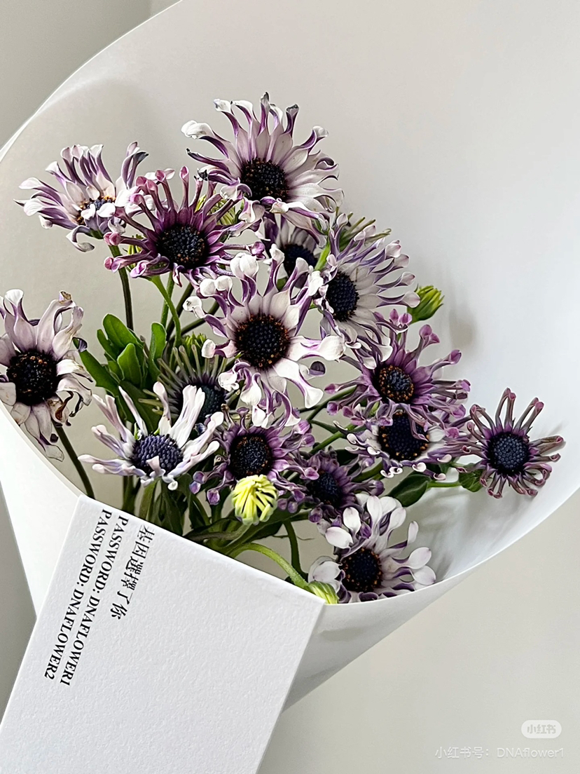 国产花材-【蓝目菊】