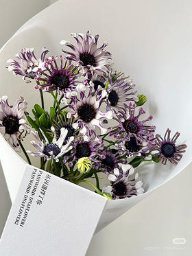 国产花材-【蓝目菊】