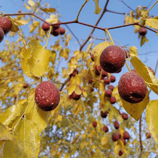 【同行精选】去皮去核枣150g*2袋  有机冬月吊干枣加工  细腻绵密 入口软糯 商品图3