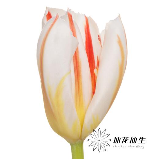 国产郁金香 | 幸福一代 商品图6