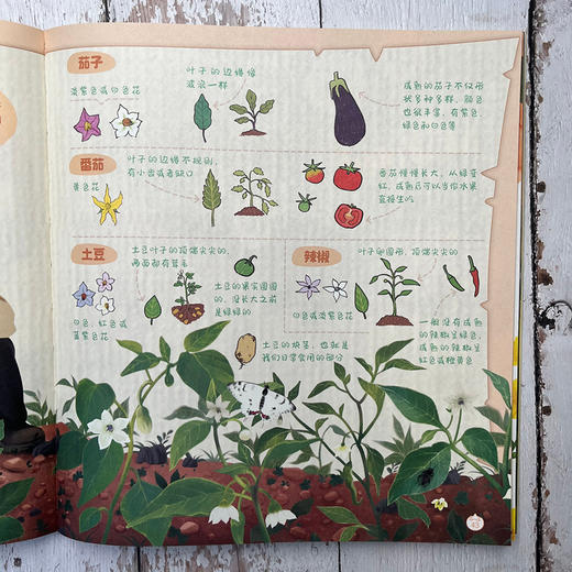 在爷爷奶奶家的乡野植物观察 商品图4