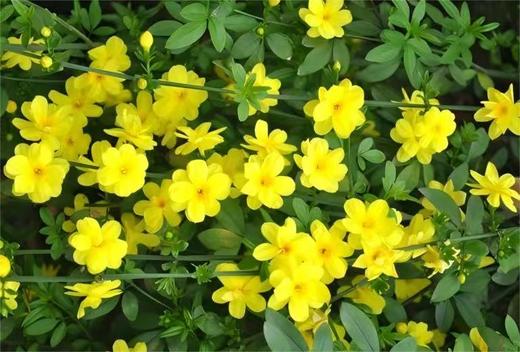 【成都植物园】4.25/5.1/5.4【马陆老师带队：忙趁东风放纸鸢】植物园赏春花+春燕动植物科普课、空气动力学知识；莎燕风筝非遗手作、放风筝技巧讲解、风筝比赛 商品图5