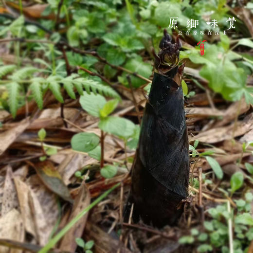 【排单发货中】天目山生态雷笋（基地直发-中通快递）|5斤装，来自浙江临安，采集者：潘新梅【合作生产，公平贸易】 商品图10