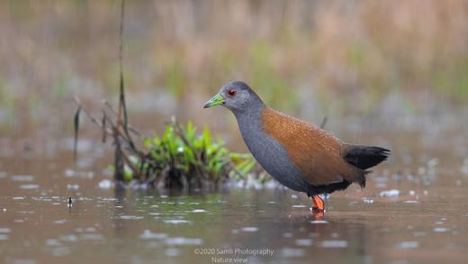 拍鸟专线·云南·高黎贡山： 百花岭鸟类+中缅边境+菲氏叶猴摄影8天 商品图5