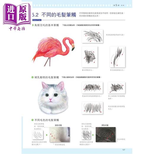 预售 【中商原版】色铅笔最佳入门直播课 港台艺术原版 飞乐鸟工作室 碁峰出版 商品图2