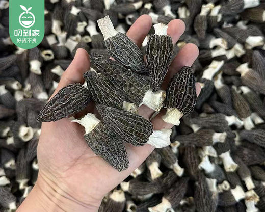 云南精选头茬羊肚菌（200g±2g包 4-5cm）生产日期: 3月 商品图2