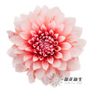 配花 | 大丽花女孩 商品缩略图0