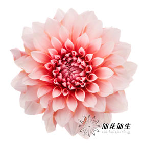 配花 | 大丽花女孩