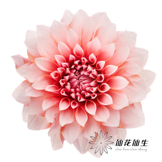 配花 | 大丽花女孩 商品图0