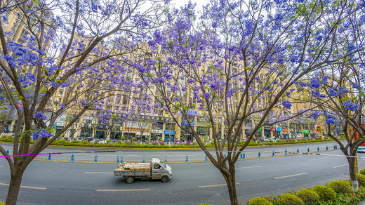 川西南花韵7天： 王岗坪贡嘎云海、邛海日落、西昌蓝花楹、会理古城、迤沙拉彝寨、攀枝花凤凰花 商品图8