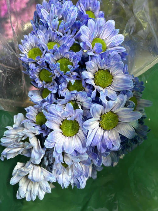 吸色小菊 商品图10