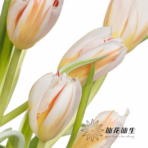 国产郁金香 | 幸福一代 商品图3