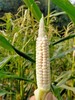 🌽800年原种拇指玉米，带来热带雨林的问候 玉米清香，甜糯细腻 粒粒饱满的玉米清香。齿间咀嚼，甜腻细腻的滋味 商品缩略图8