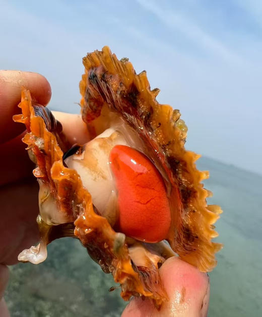 日照超肥栉孔贝，壳薄肉厚，大部分带黄！
贝肉鲜甜弹牙！壳子特别丑，肉无沙，约2.5斤/份 商品图0