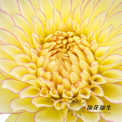 大丽花 | 腮红 商品图1