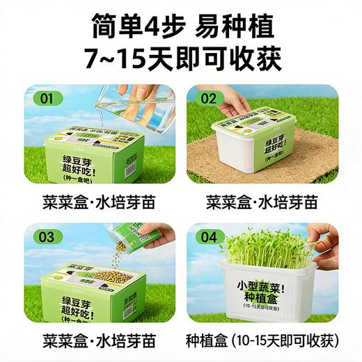 【29.9元任选3大盒❗️水培盆栽】柚芽儿童种植水培植物盆栽 小学生发芽蔬菜生长盒 水养无土栽培 商品图6