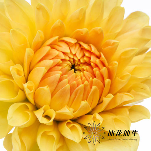 大丽花 | 浅色阳光橙 商品图4