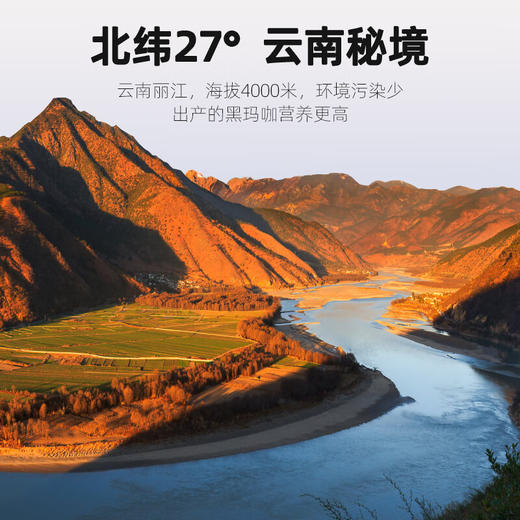 【杞里香云南丽江玛咖片500g】250g*2罐的干片果泡茶泡酒料玛卡 男女皆可食用  云南地道原产 肉质肥厚结实 商品图3