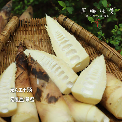 【排单发货中】天目山生态雷笋（基地直发-中通快递）|5斤装，来自浙江临安，采集者：潘新梅【合作生产，公平贸易】 商品图1