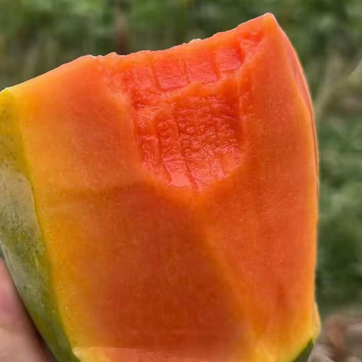 海南 牛奶 红心木瓜 净重5斤 商品图1