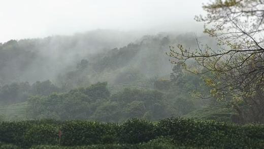 2026年明前老树狮峰龙井  正宗西湖龙井，认准官方茶标 商品图3