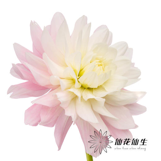 大丽花 | 糖果 商品图4