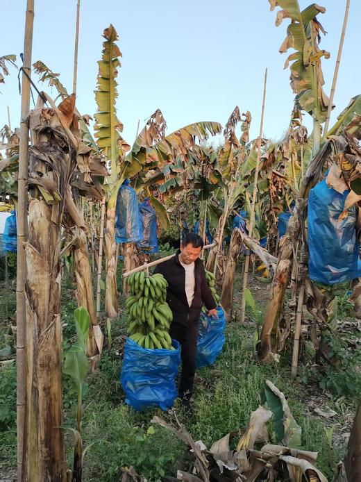 零农残绿香蕉|漳州圆通直发 商品图1