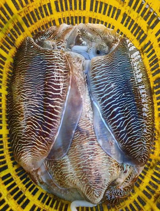 &本港小墨鱼，墨鱼宝宝！🦑一盒2-3个❗肉质嫩而肥厚，圆滚滚，肥嘟嘟👍【活冻】 商品图4
