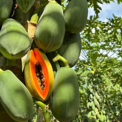 海南 牛奶 红心木瓜 净重5斤 商品图2