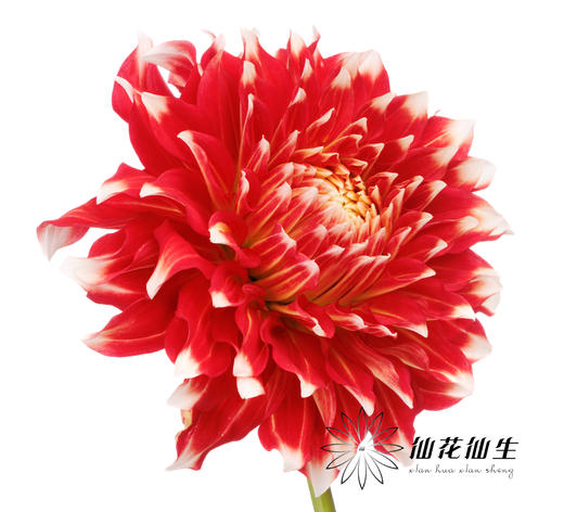 配花 | 大丽花X元素 商品图1