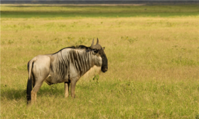 【五一、暑假】<肯尼亚10天惠游-19人小团>安博塞利国家公园、马赛马拉国家公园、东非大裂谷、埃尔门泰塔湖、纳瓦沙湖、爱尔莎庄园、马赛村、长颈鹿公园、肯尼亚唐人街