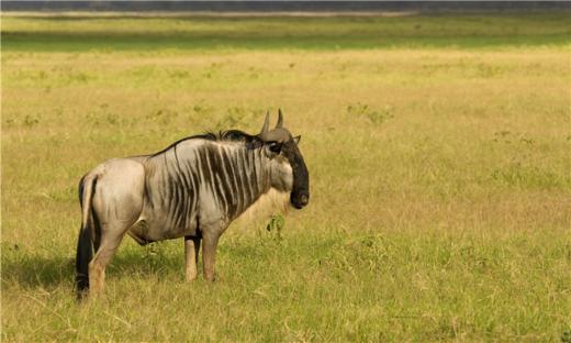 【五一、暑假】<肯尼亚10天惠游-19人小团>安博塞利国家公园、马赛马拉国家公园、东非大裂谷、埃尔门泰塔湖、纳瓦沙湖、爱尔莎庄园、马赛村、长颈鹿公园、肯尼亚唐人街 商品图0