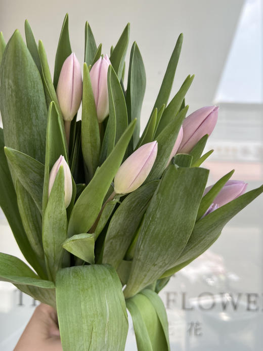 国产郁金香-【香芋浅紫辛夷】 商品图2