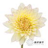 大丽花 | 腮红 商品缩略图0