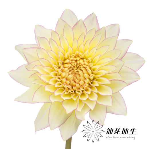 大丽花 | 腮红 商品图0