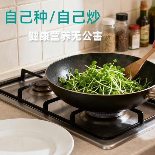 【29.9元任选3大盒❗️水培盆栽】柚芽儿童种植水培植物盆栽 小学生发芽蔬菜生长盒 水养无土栽培 商品图5