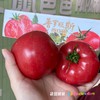 【美味生鲜丨普罗旺斯水果西红柿4.5斤装】 高标准培育，自然成熟无激素，当日采摘发货，确保番茄新鲜度，果香浓郁沙瓤多汁，皮薄肉厚，汁水丰沛，孕妇宝宝都能吃，满口都是小时候的味道 商品缩略图2