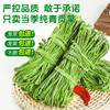 精品贡菜干货特级农家脱水蔬菜商用批发新鲜响菜苔菜火锅专用苔干 商品缩略图1