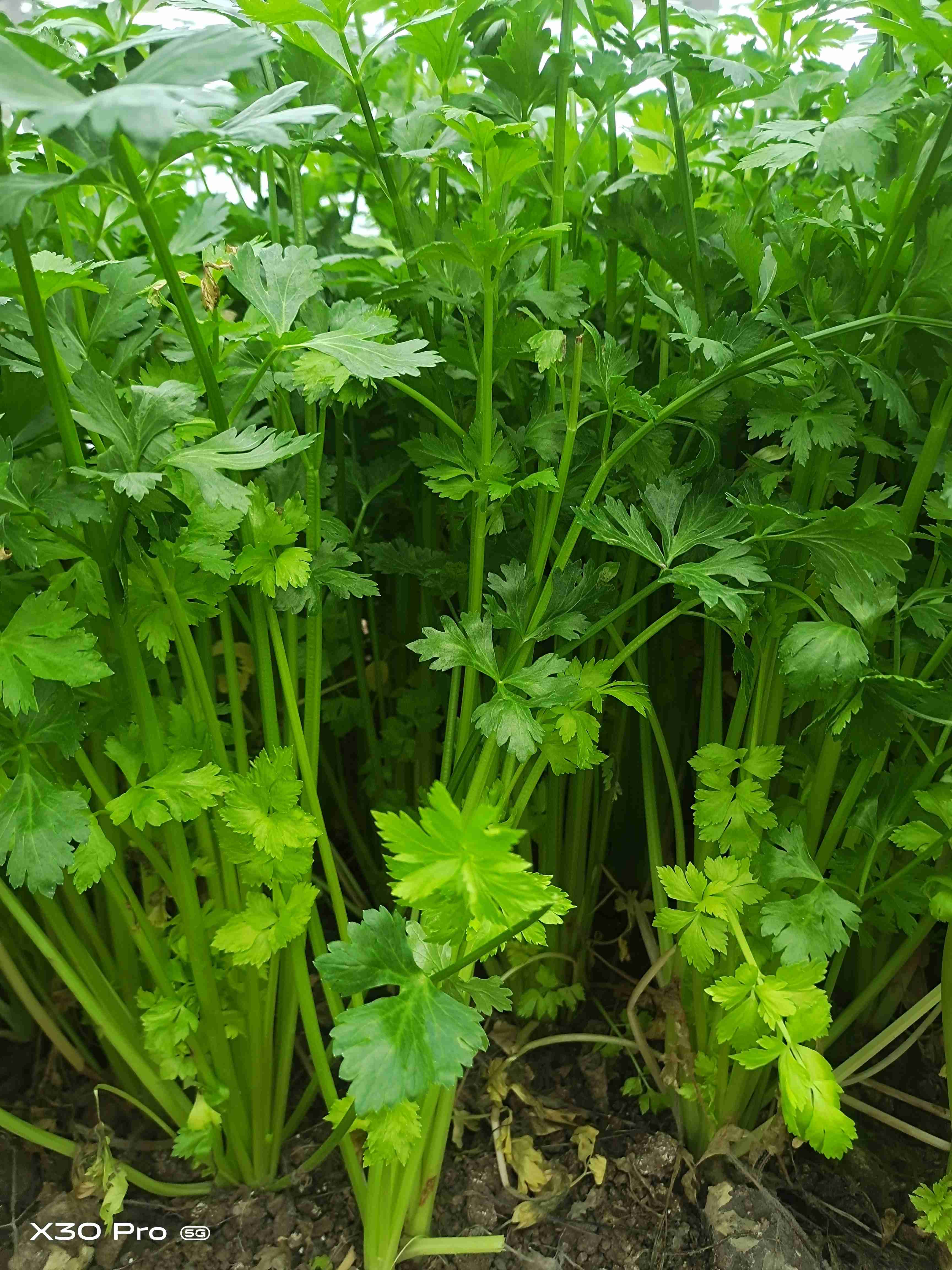 西芹（6元/份）