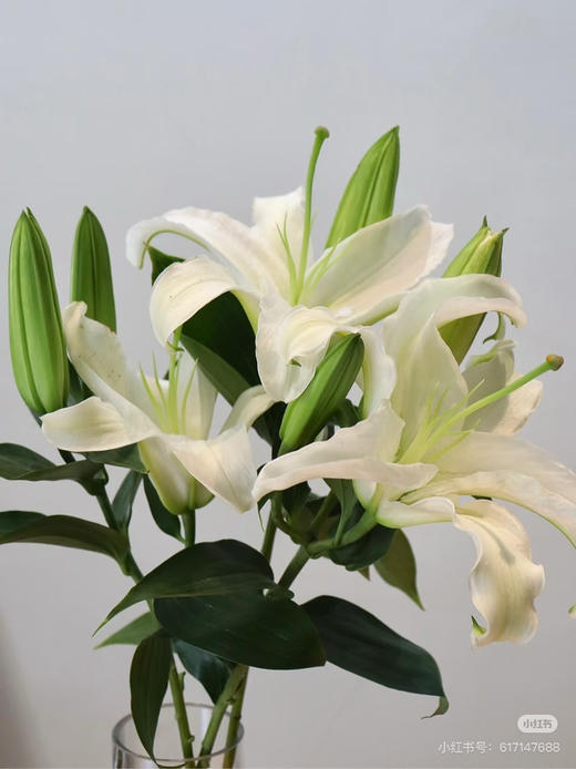 【2026.4.3】特价：4枝3头A级西伯利亚白百合25.9（现货 下单即可到店自提） 商品图0