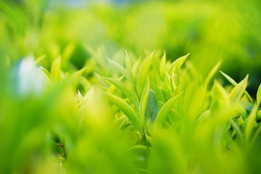 凤凰似蜜如兰（张公监制蜜兰香） 商品图3