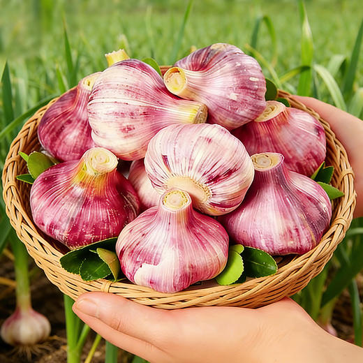 【安心优选】紫皮鲜蒜 1斤 2026年新鲜大蒜头 腌制糖蒜时令蔬菜  商品图4