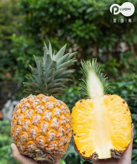 【会员39.5/颗】海南空运芒果凤梨 大果 3斤左右/颗 商品图1