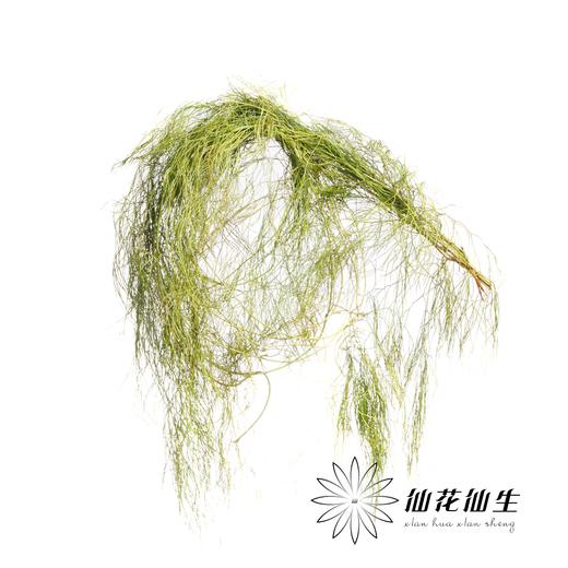 叶材 | 藤石松 商品图0