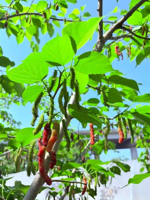 新鲜长条 黑桑葚 约350g/篮 商品图1