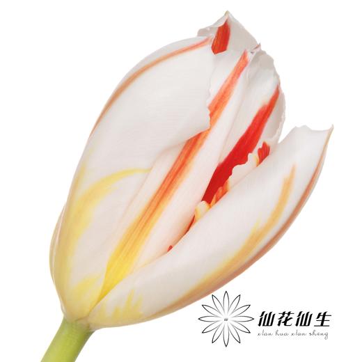 国产郁金香 | 幸福一代 商品图1